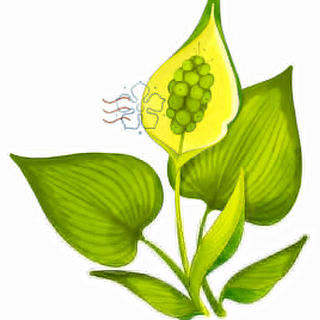 Фото Белокрыльник Болотный