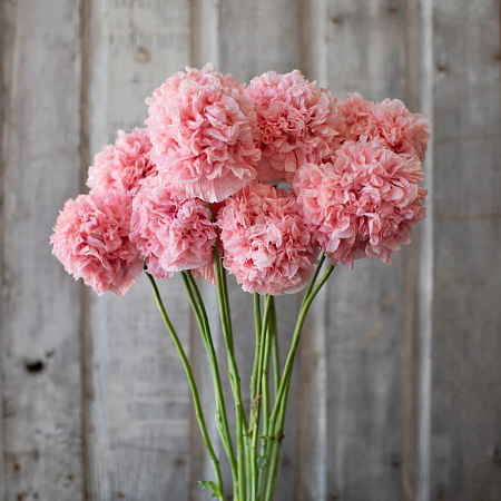 Фото Мак пионовидный Молочно-розовый