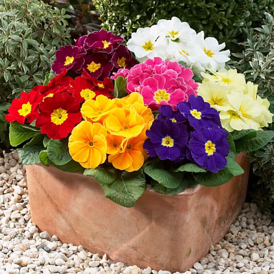 Примула бесстебельная Потсдам гигантс