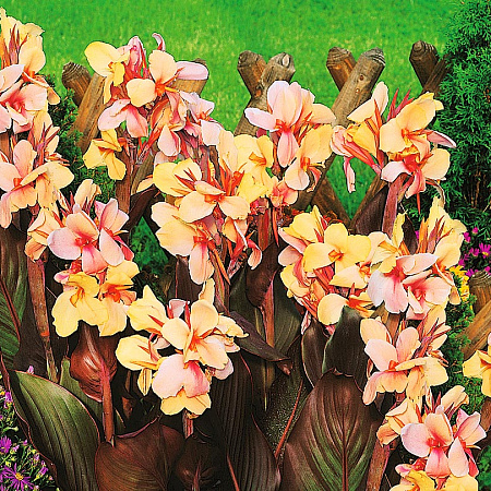 Фото Канна Ангел Мартин