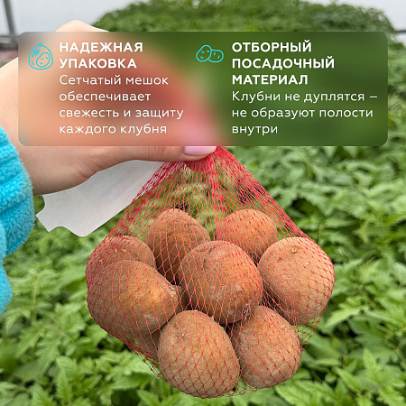 Фото Картофель Прайм
