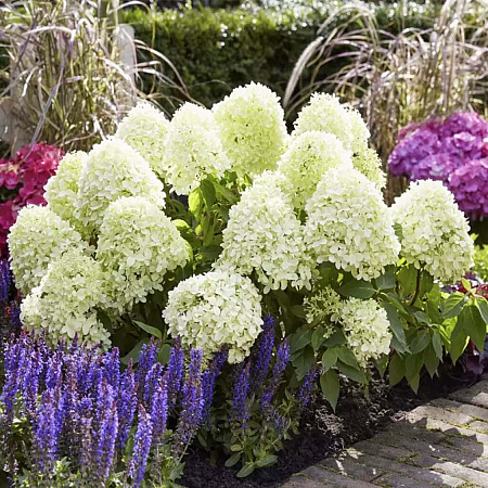 Фото Гортензия метельчатая Литл Фреско