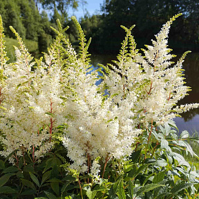 Астильба Хеппи Дей