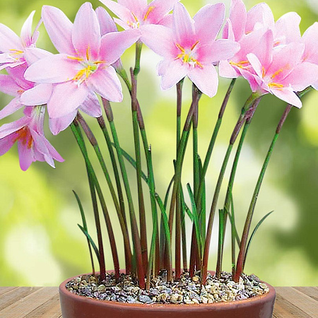 Фото Габрантус мощный