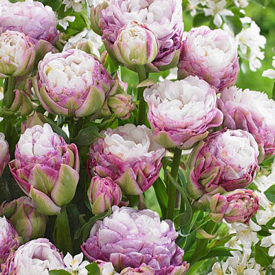 Тюльпан махровый поздний Пегги Вандер