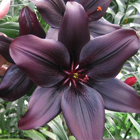 Фото Лилия азиатская Ландини