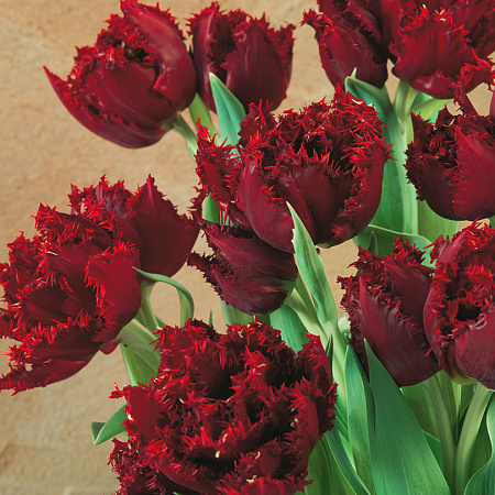 Фото Тюльпан Майский лес