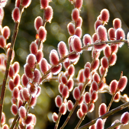 Фото Ива тонкостолбиковая