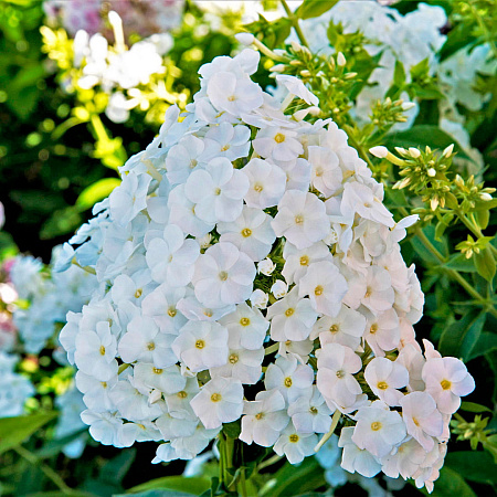 Фото Флокс метельчатый Анна Попова