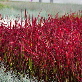 Императа цилиндрическая Ред Барон