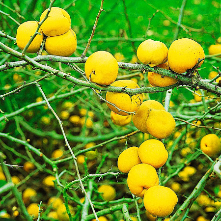 Фото Айва великолепная Елли Моссел