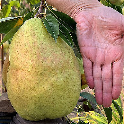 Груша Дельбарью