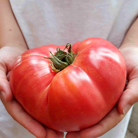 Фото Помидор Громадин F1