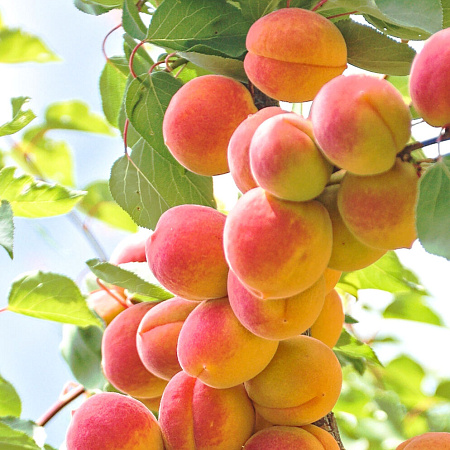 Фото Абрикос колонновидный Санни