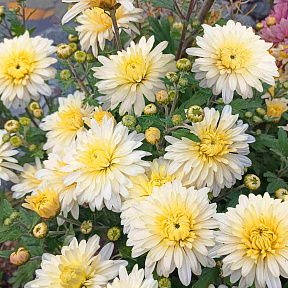 Хризантема корейская Лунный свет