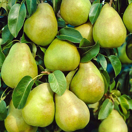 Фото Груша Зимняя Глазкова