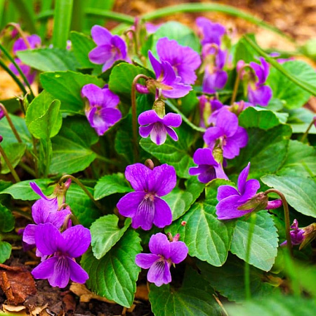 Фото Фиалка маньчжурская