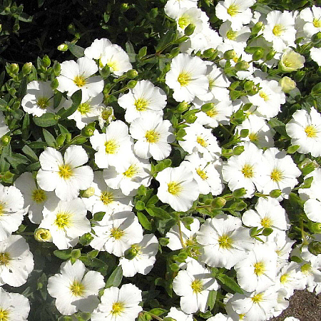 Фото Аренария Близзард