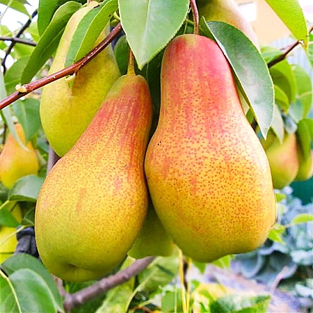 Фото Груша Талгарская красавица