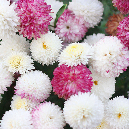 Фото Хризантема корейская Умка