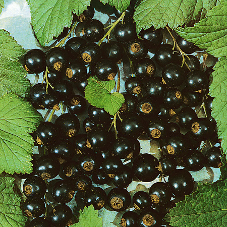 Фото Смородина Селеченская-2