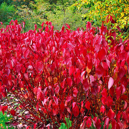 Фото Дёрен Белый сибирский