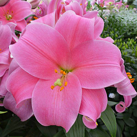 Фото Лилия Дансинг Леди