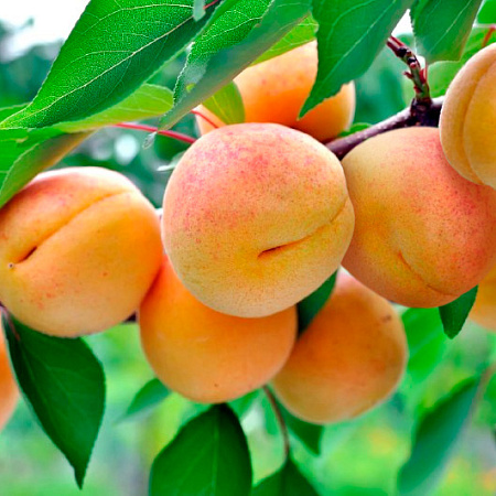 Фото Абрикос Саянский