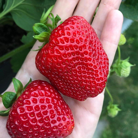 Фото Земляника садовая Кимберли