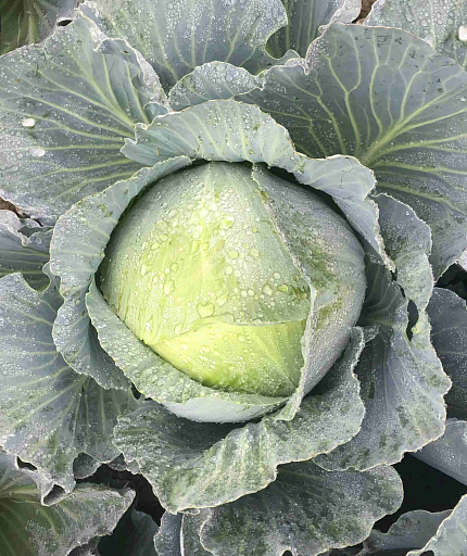 Купить семена Капуста белокочанная Хипо F1 — от НПО Сады Росcии