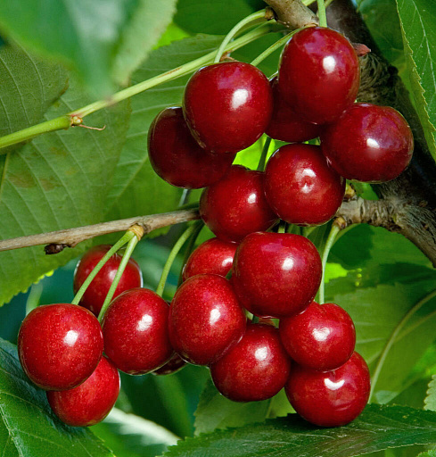 Купить саженцы Черешня Василиса — от НПО Сады Росcии