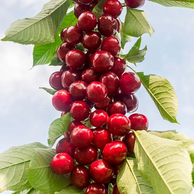 Черешня колонновидная Сильва