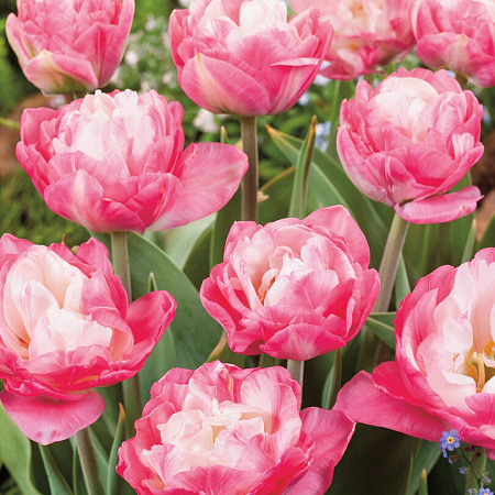 Фото Тюльпан Пинк сайз