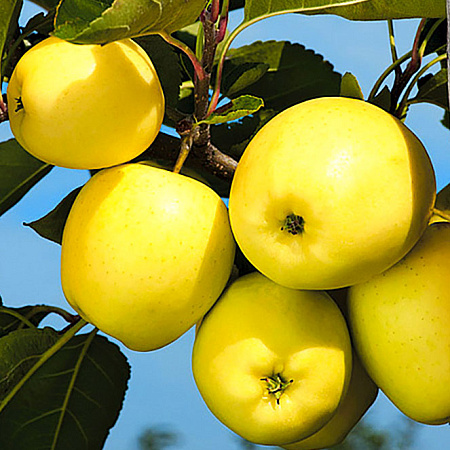 Фото Яблоня Папировка