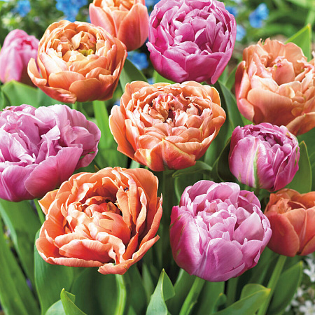 Фото Тюльпан набор Тульский пряник