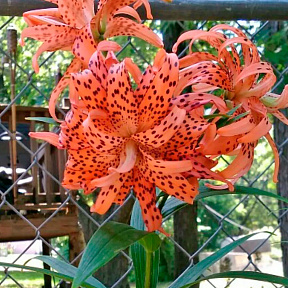 Лилия азиатская махровая Флоре Плено