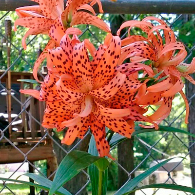 Лилия азиатская махровая Флоре Плено