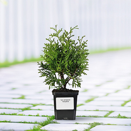 Фото Туя западная Колумна