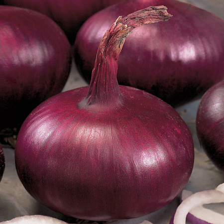 Фото Лук репчатый Ялтинский