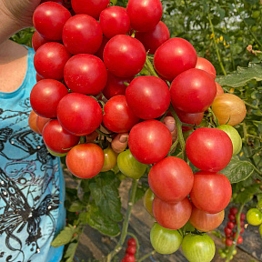 Помидор Пинк Хани F1