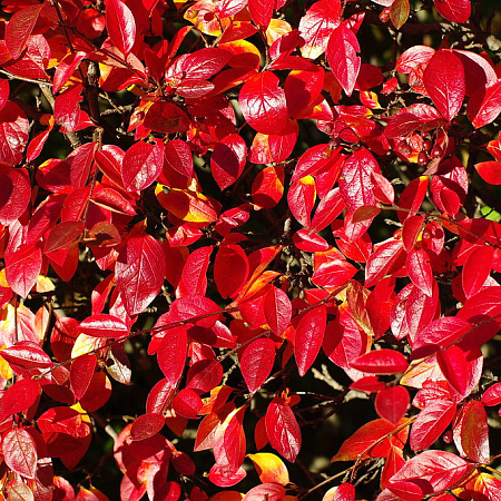 Фото Кизильник Блестящий