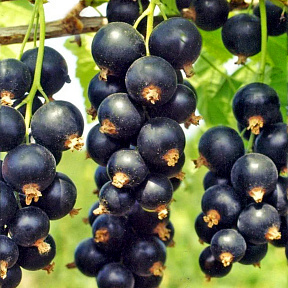 Смородина Титания