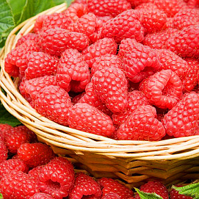 Малина Туламин