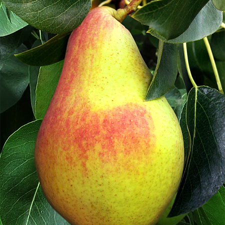 Фото Груша Новогодняя