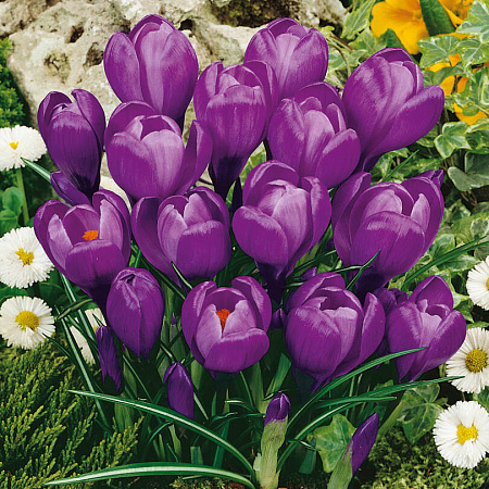 Фото Крокус Гранд Мэтр