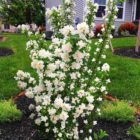 Фото Жасмин Жемчуг