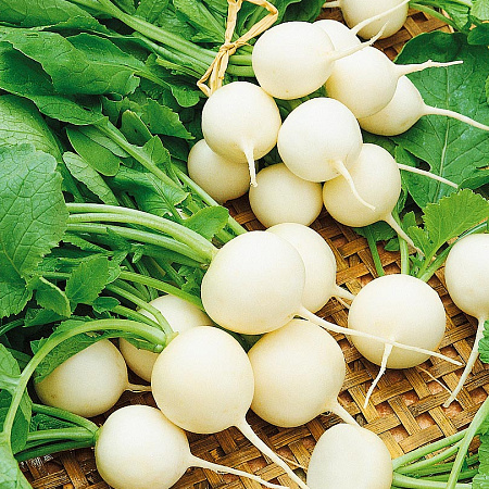 Фото Редис Альбена