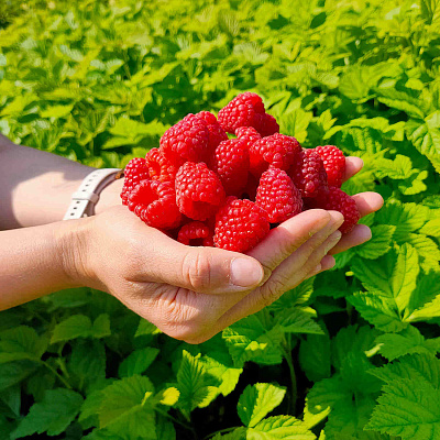 Малина ремонтантная Магнат