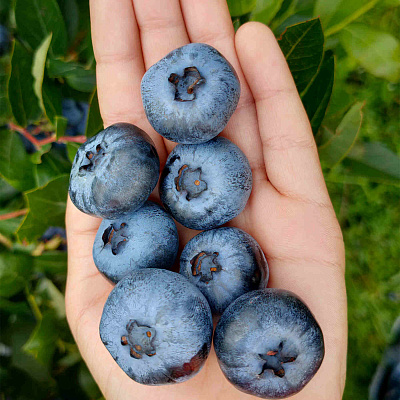 Голубика Чандлер