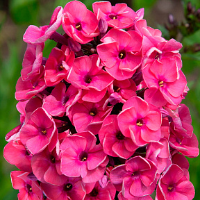 Флокс метельчатый Юннат